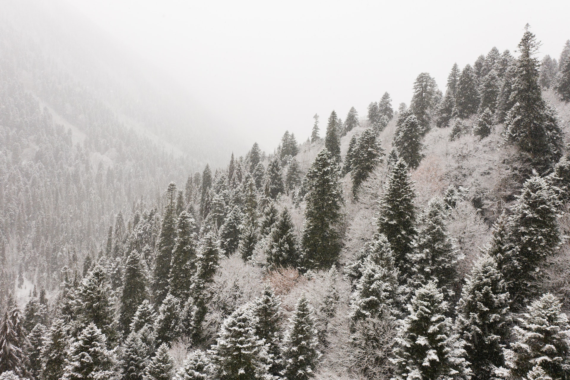 snowy trees